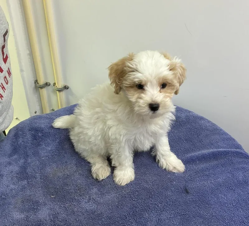 A baby small-sized male Maltese dog named Maltipoo Boys for adoption in Chattanooga, TN