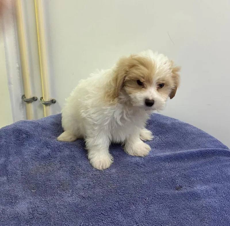 Maltipoo Boys thumbnail 2