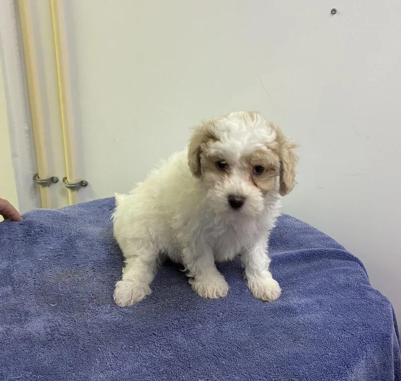 Maltipoo Boys thumbnail 3
