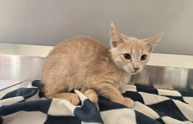 A baby small-sized female Tabby (Orange / Red) Domestic Short Hair cat named Kia for adoption in Dickson, TN