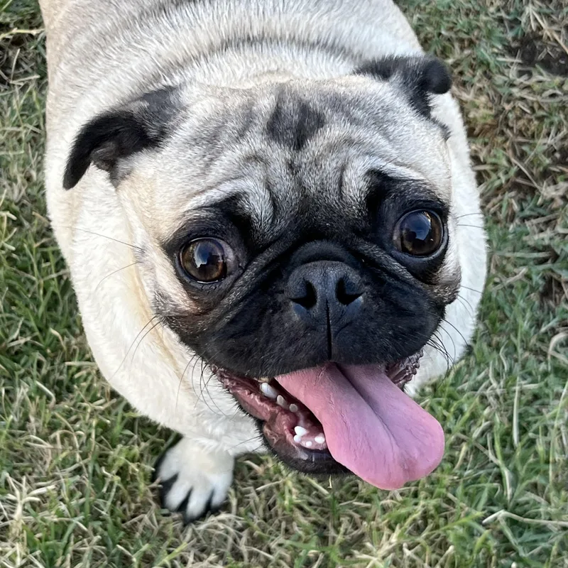 Carolina thumbnail 2