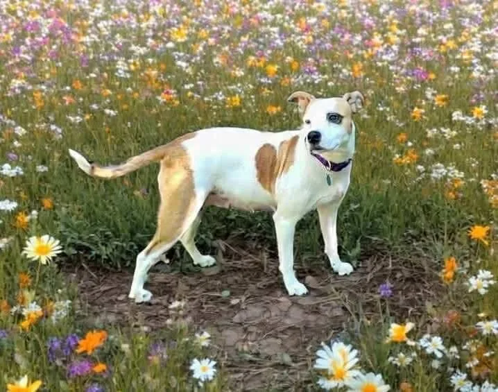 A young medium-sized female Pit Bull Terrier dog named Ellie for adoption in Shawnee, OK