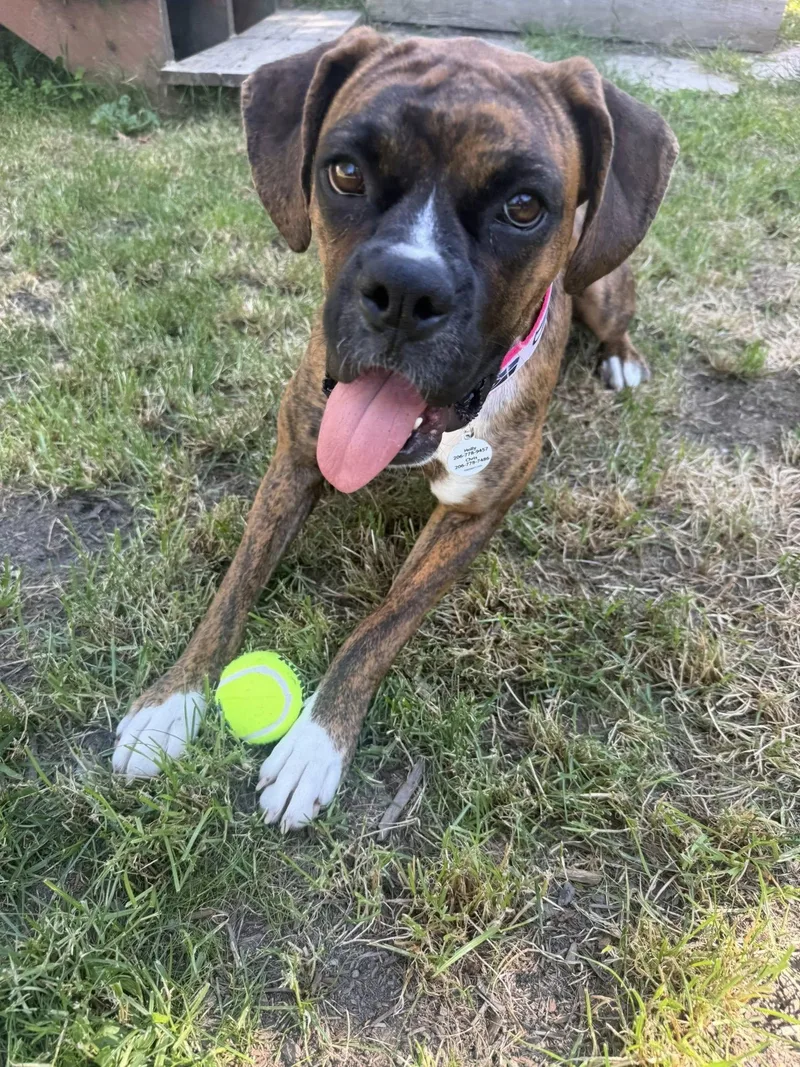 An adult large-sized female Boxer dog named Pretzel for adoption in Stanwood, WA