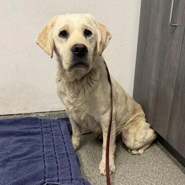An adult medium-sized male Labrador Retriever dog named Grouper for adoption in Escondido, CA