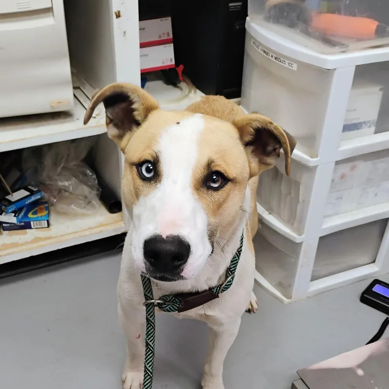 An adult medium-sized male Yellow / Tan / Blond / Fawn Mixed Breed dog named Saint for adoption in Pauls Valley, OK