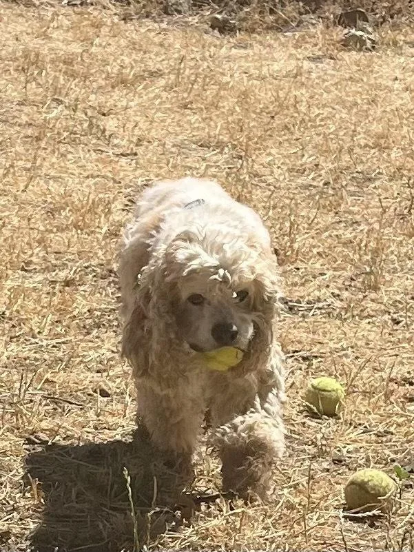 A senior medium-sized male Cocker Spaniel dog named Riley for adoption in Jamestown, CA