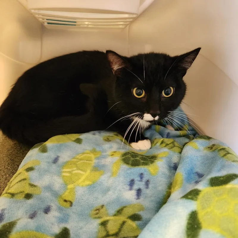 An adult medium-sized male Black Domestic Short Hair cat named Mittens for adoption in Naples, FL