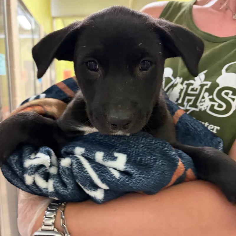 A baby medium-sized female Black Pit Bull Terrier dog named Rosie for adoption in Columbia, MO
