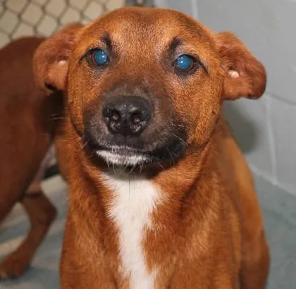 An adult medium-sized male Shepherd dog named Brick for adoption in Taylorsville, NC