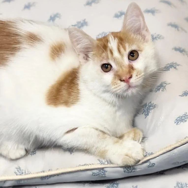 A baby small-sized male Orange / Red Domestic Short Hair cat named Favorite Pillow for adoption in Austin, TX