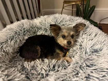 Darjeeling thumbnail 2