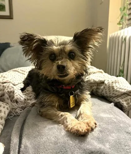 Darjeeling thumbnail 3