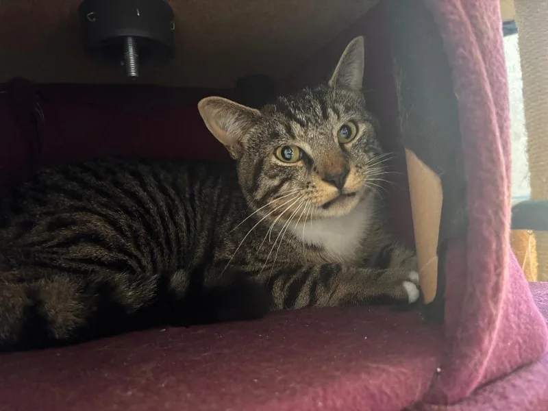 A young medium-sized male Domestic Short Hair cat named Dylan for adoption in Port Jervis, NY