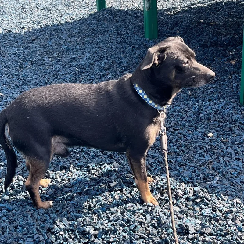 An adult small-sized male Black Chihuahua dog named Jax for adoption in Farmersville, OH