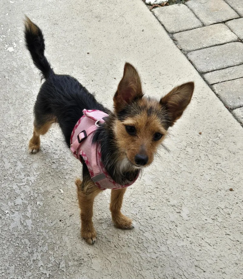 A young small-sized female Silky Terrier dog named Pixie for adoption in Bradenton, FL