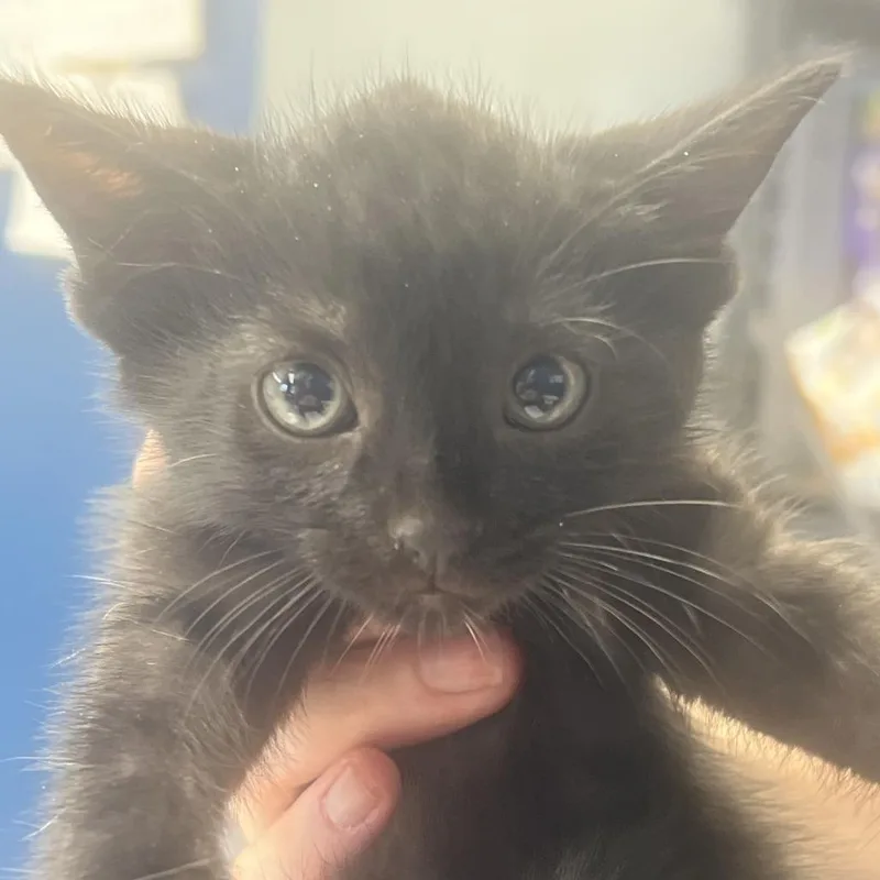 A baby small-sized male Domestic Short Hair cat named Earl for adoption in Oak Hill, WV