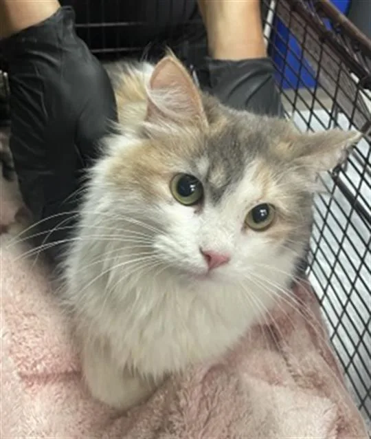A young medium-sized female Domestic Long Hair cat named Cali for adoption in Redlands, CA