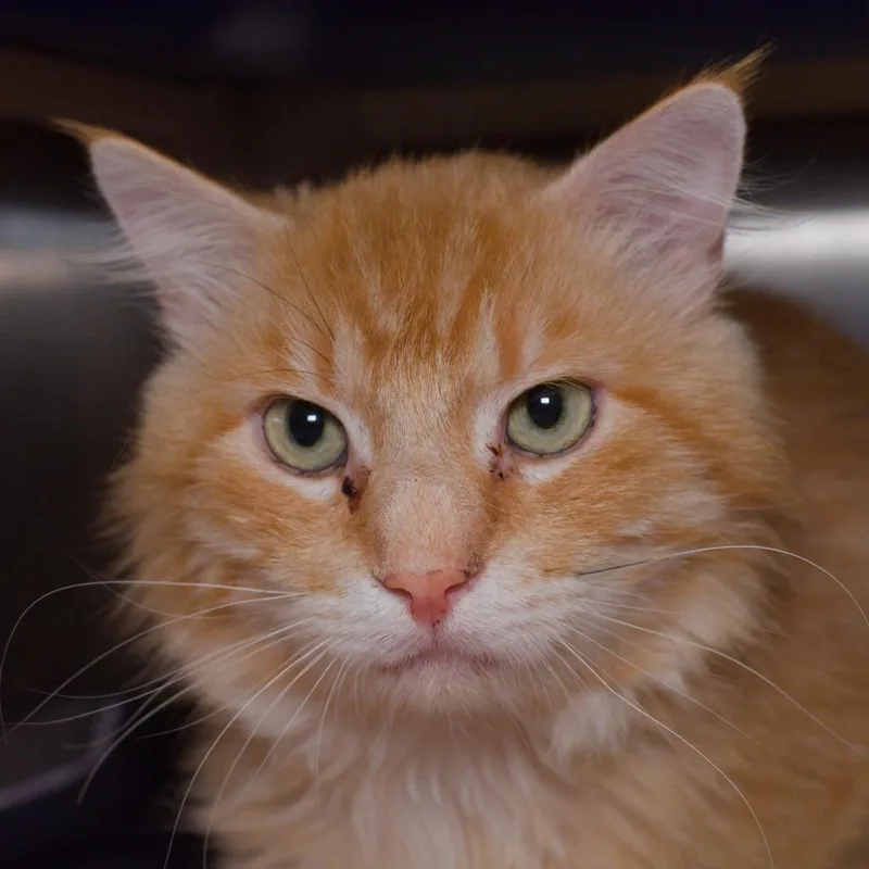 An adult medium-sized male Domestic Short Hair cat named Mr. Wizard for adoption in Shoreline, WA