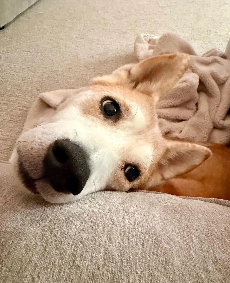 Sammy