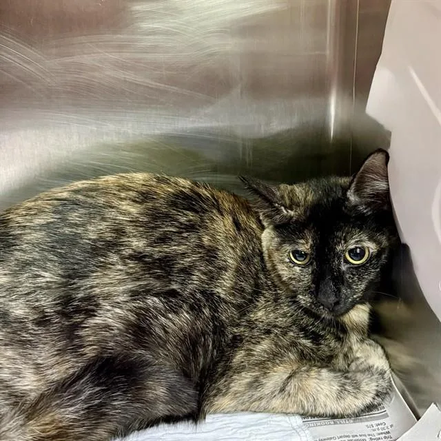 A young small-sized female Domestic Short Hair cat named Pascale for adoption in Alameda, CA