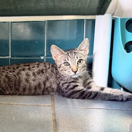 A baby small-sized male Domestic Short Hair cat named Fozzie for adoption in Honolulu, HI