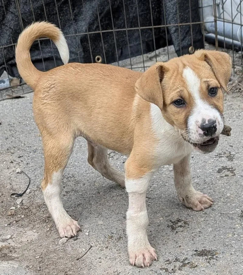 Duncan Hines thumbnail 2