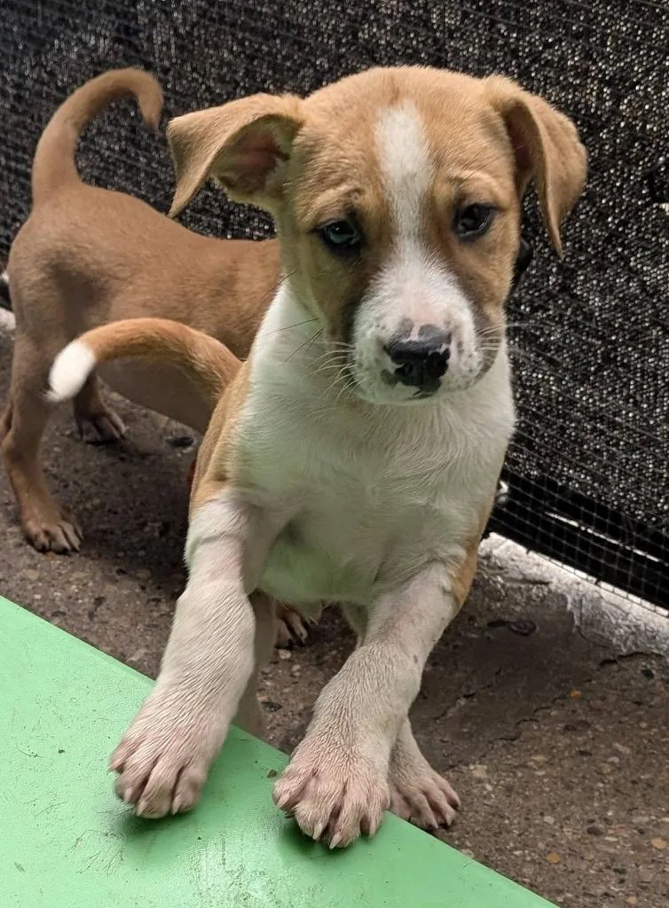 Duncan Hines thumbnail 3