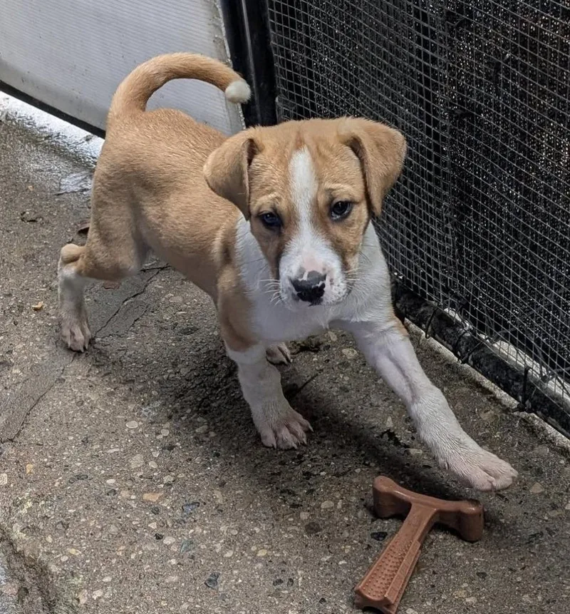 Duncan Hines thumbnail 4