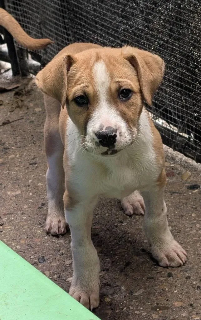 Duncan Hines thumbnail 6