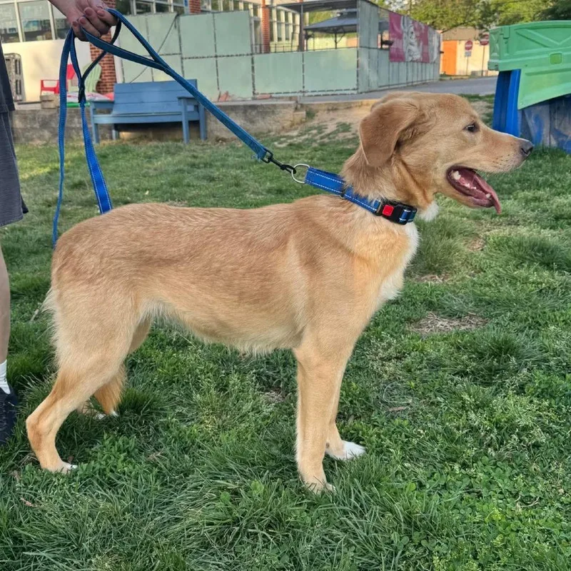 Tenderhoof thumbnail 3