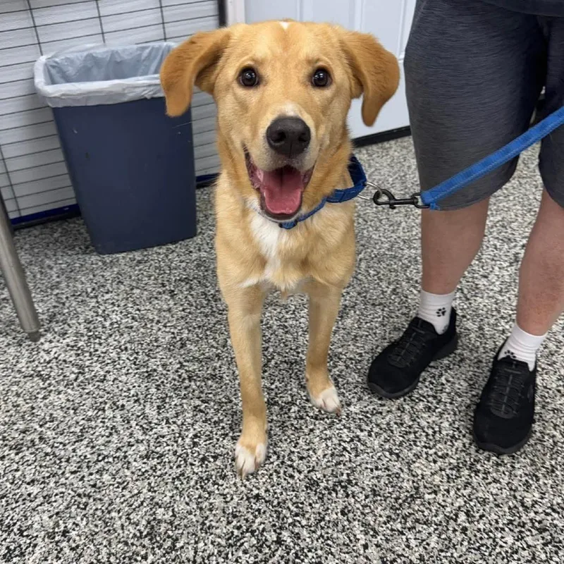 Tenderhoof thumbnail 4