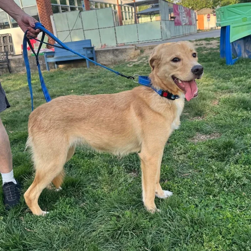 Tenderhoof thumbnail 5