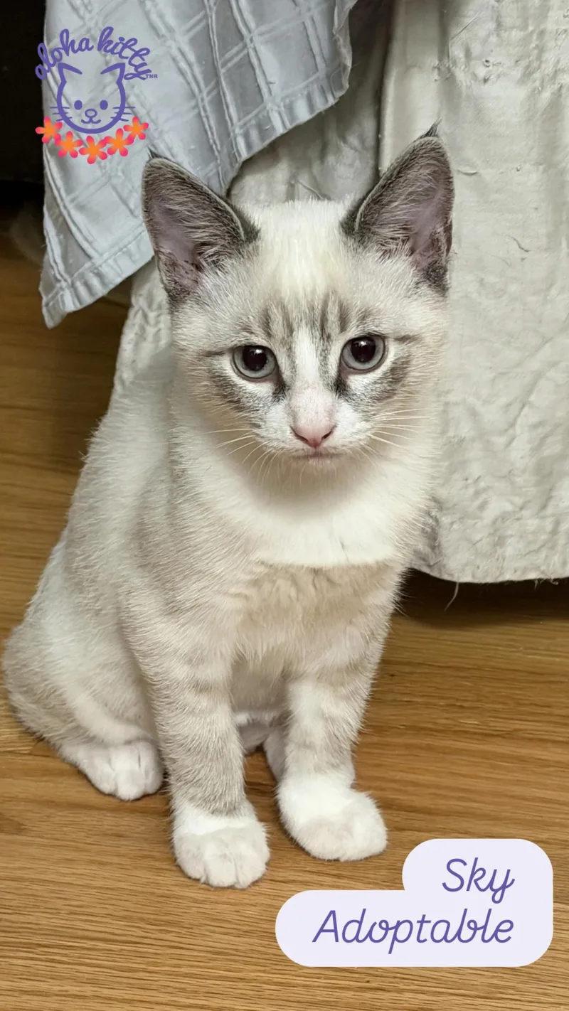 A young medium-sized male Lilac Point Domestic Short Hair cat named Sky for adoption in Honolulu, HI
