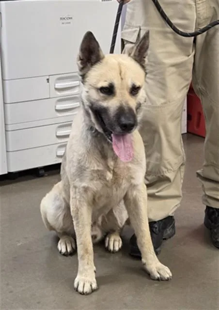 A young large-sized male German Shepherd Dog dog named Monty for adoption in Phoenix, AZ