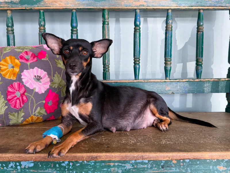 An adult small-sized female Rat Terrier dog named Pocketbook for adoption in San Antonio, TX