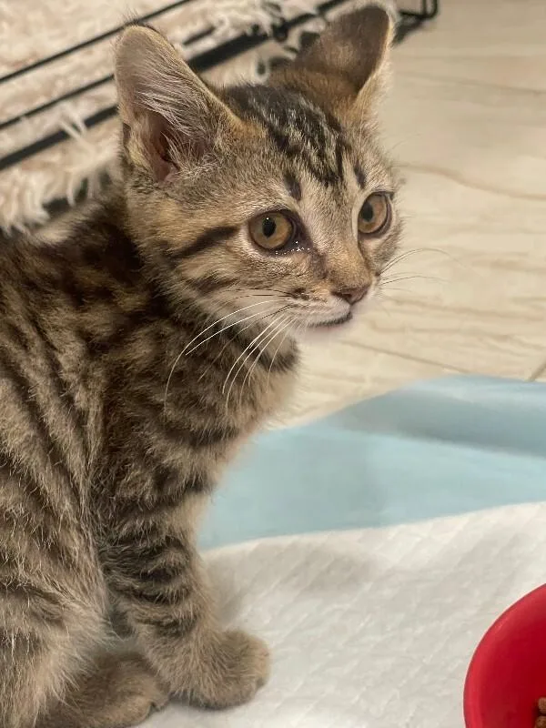 A young small-sized female Tabby (Brown / Chocolate) Domestic Short Hair cat named Samantha for adoption in Cincinnati, OH