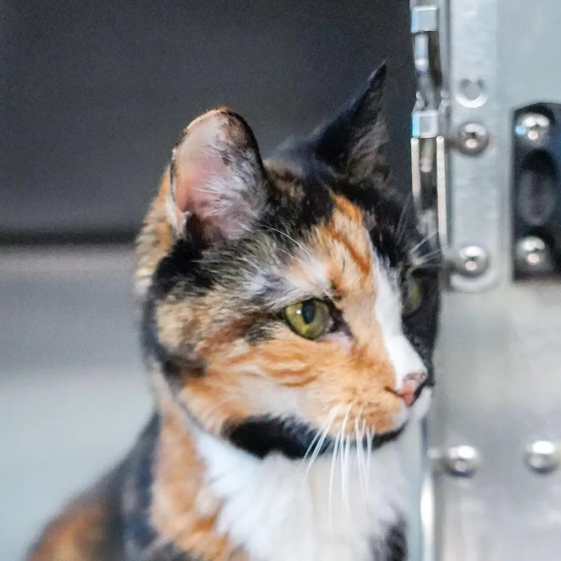 A senior medium-sized female Calico Domestic Short Hair cat named Cybele for adoption in Thomaston, ME