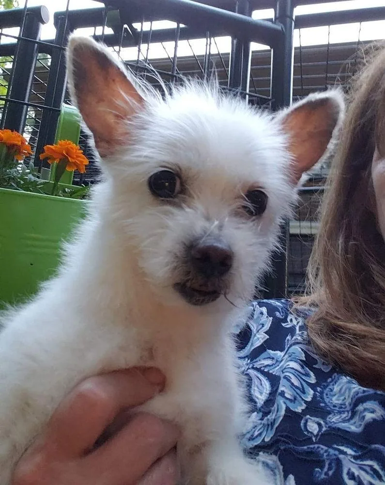 Sweet Pea thumbnail 2