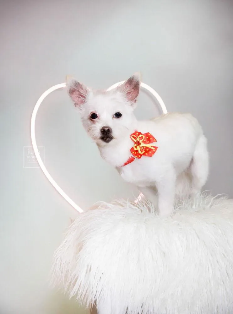 Sweet Pea thumbnail 3