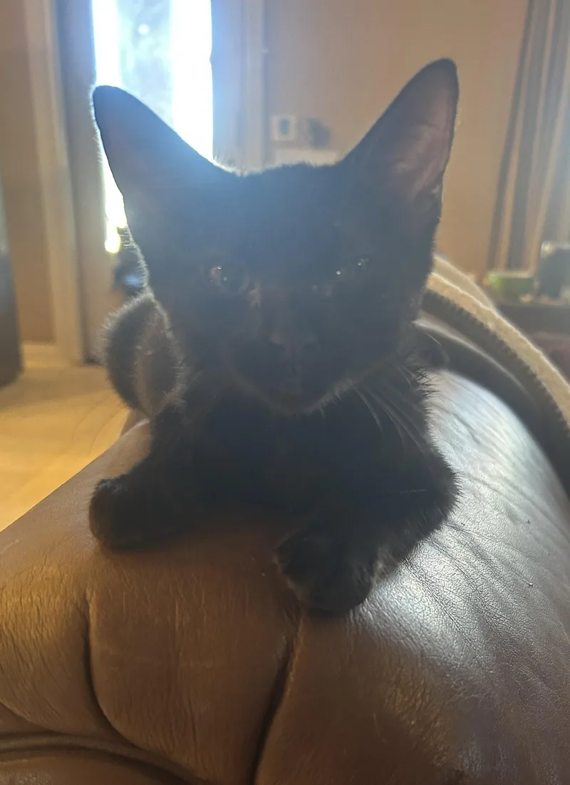 A baby small-sized male Black Domestic Short Hair cat named Hefty for adoption in Mission Viejo, CA