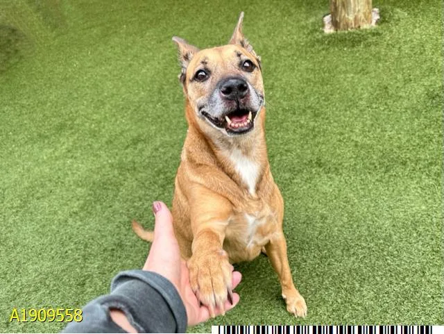 A senior medium-sized female Mixed Breed dog named Nelly for adoption in West Palm Beach, FL