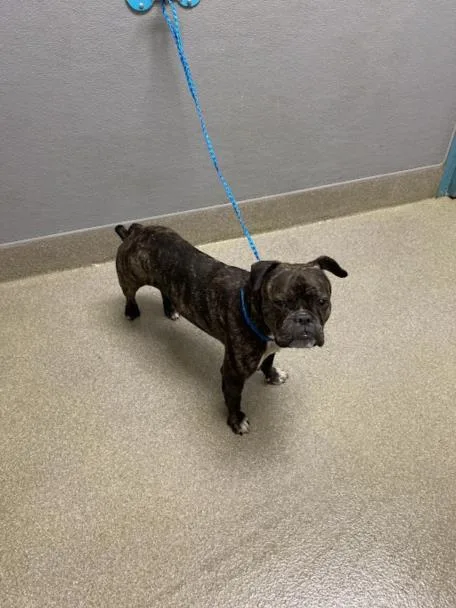 A young medium-sized female English Bulldog dog named Dovahkiin for adoption in Las Vegas, NV