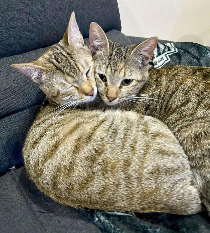 A young medium-sized female Tabby (Brown / Chocolate) Tabby cat named Mercury and Junior for adoption in Mission Viejo, CA