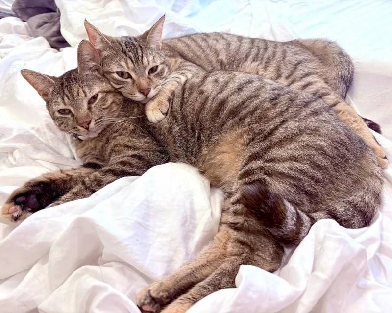 Mercury and Junior thumbnail 2