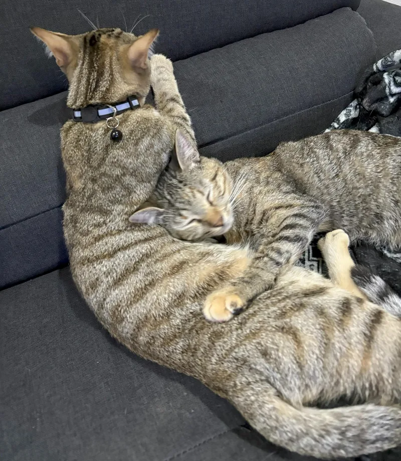 Mercury and Junior thumbnail 3