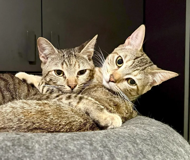 Mercury and Junior thumbnail 4