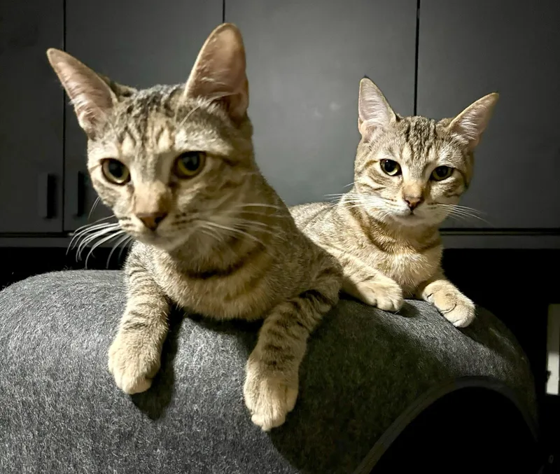 Mercury and Junior thumbnail 5