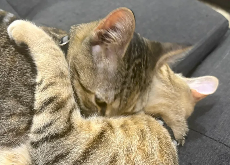 Mercury and Junior thumbnail 6