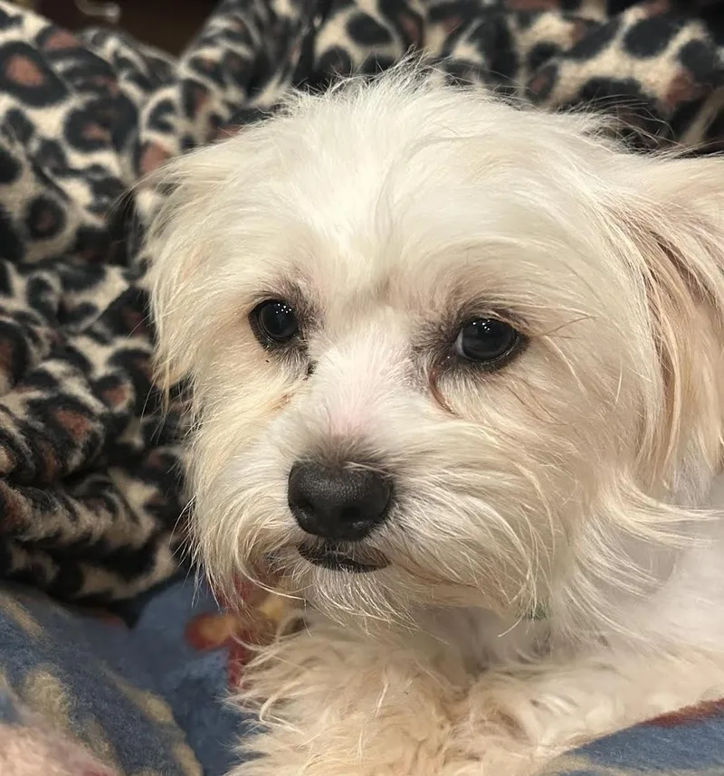 A baby small-sized female Maltese dog named Maltese for adoption in Cumming, GA