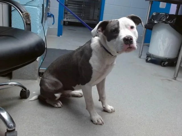 A young medium-sized male Pit Bull Terrier dog named Cpt. Luffy for adoption in Albuquerque, NM